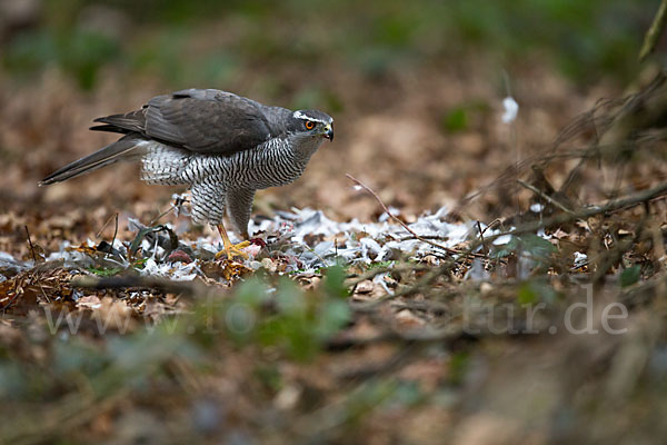 Habicht (Accipiter gentilis)