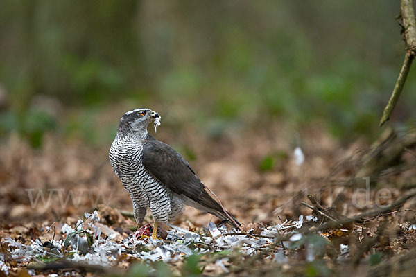 Habicht (Accipiter gentilis)