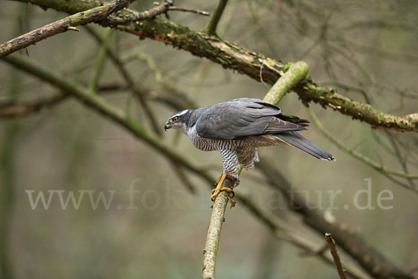 Habicht (Accipiter gentilis)