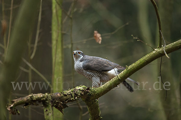 Habicht (Accipiter gentilis)