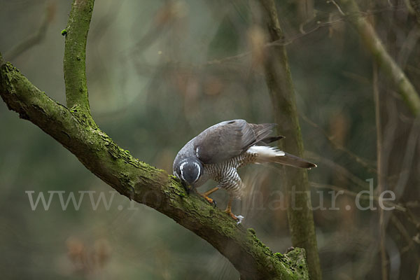 Habicht (Accipiter gentilis)