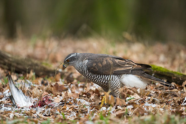 Habicht (Accipiter gentilis)