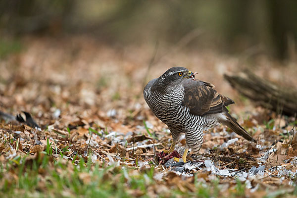 Habicht (Accipiter gentilis)