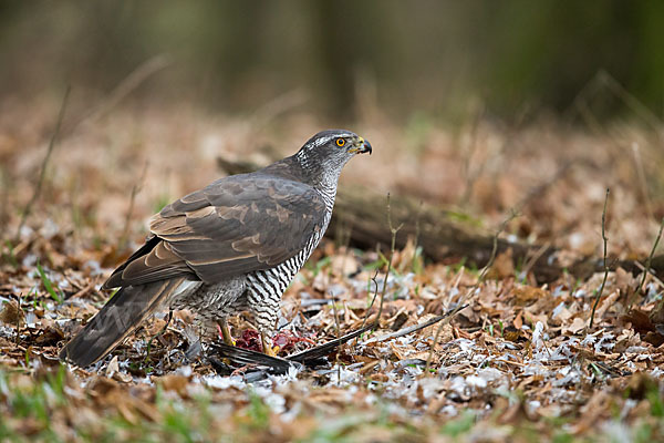 Habicht (Accipiter gentilis)