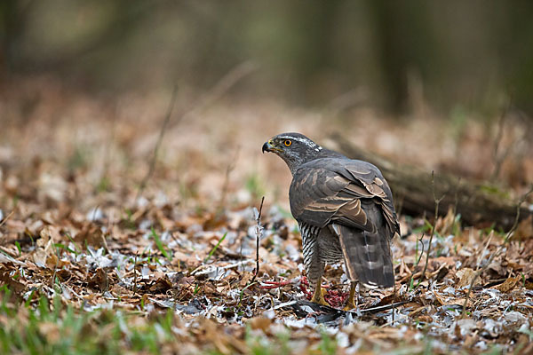 Habicht (Accipiter gentilis)