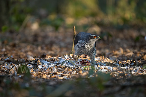 Habicht (Accipiter gentilis)