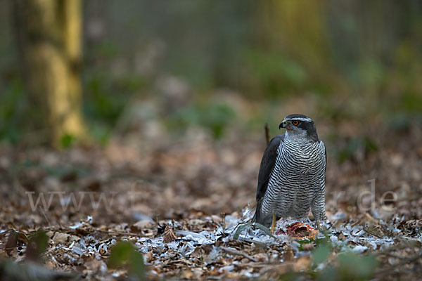 Habicht (Accipiter gentilis)