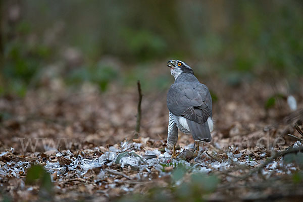 Habicht (Accipiter gentilis)