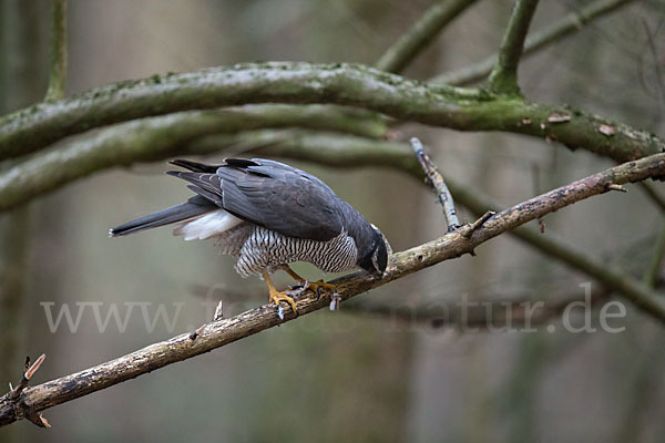 Habicht (Accipiter gentilis)