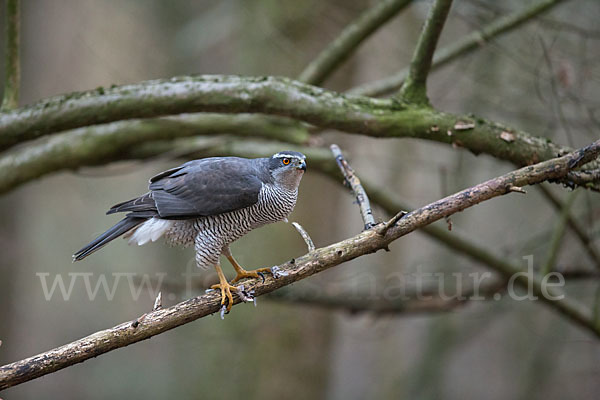 Habicht (Accipiter gentilis)