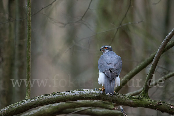 Habicht (Accipiter gentilis)