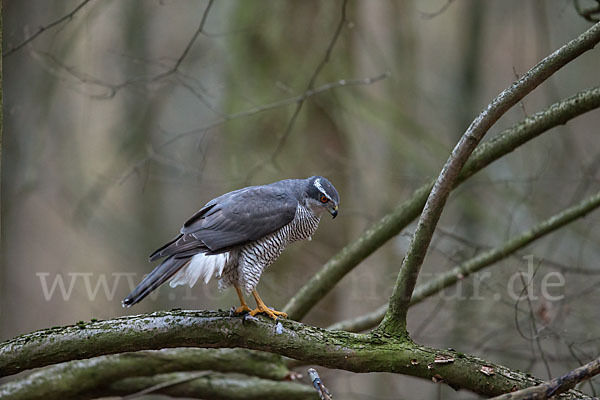 Habicht (Accipiter gentilis)