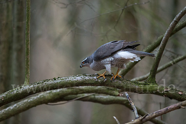 Habicht (Accipiter gentilis)