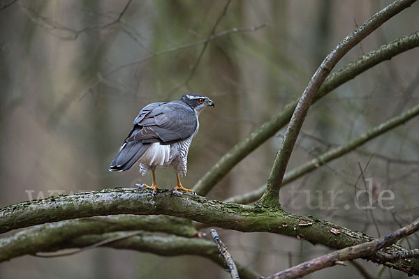 Habicht (Accipiter gentilis)