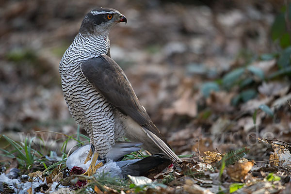 Habicht (Accipiter gentilis)