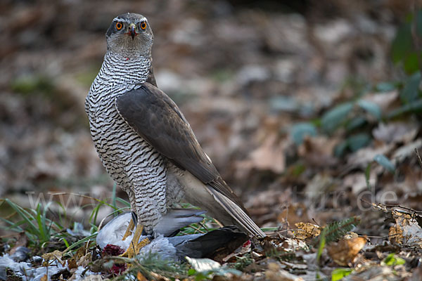 Habicht (Accipiter gentilis)