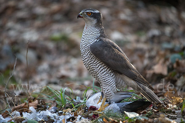 Habicht (Accipiter gentilis)