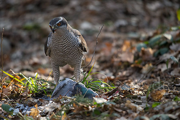 Habicht (Accipiter gentilis)