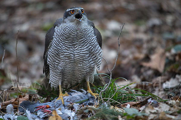 Habicht (Accipiter gentilis)