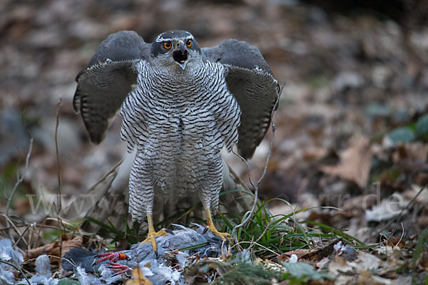 Habicht (Accipiter gentilis)