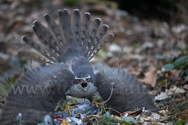 Habicht (Accipiter gentilis)