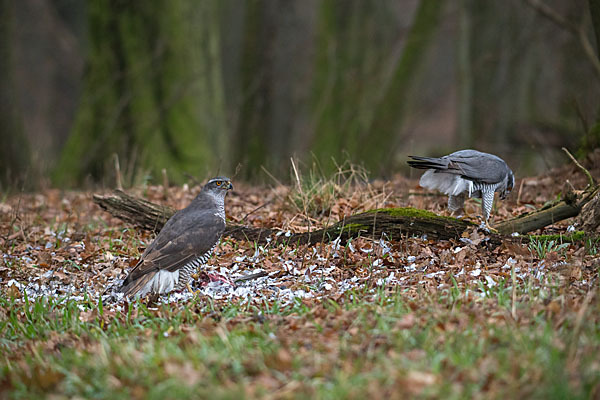 Habicht (Accipiter gentilis)