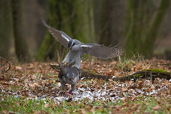 Habicht (Accipiter gentilis)