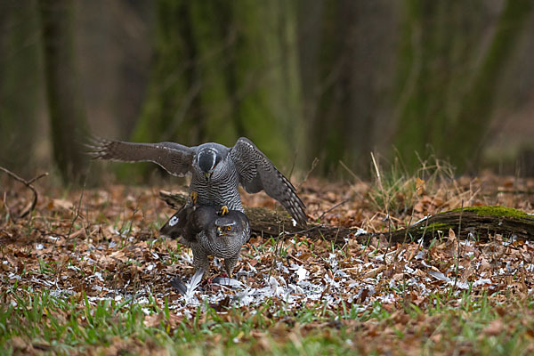 Habicht (Accipiter gentilis)