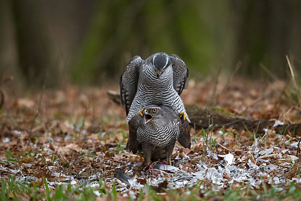 Habicht (Accipiter gentilis)