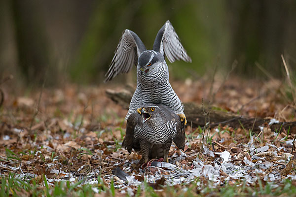 Habicht (Accipiter gentilis)