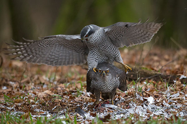 Habicht (Accipiter gentilis)