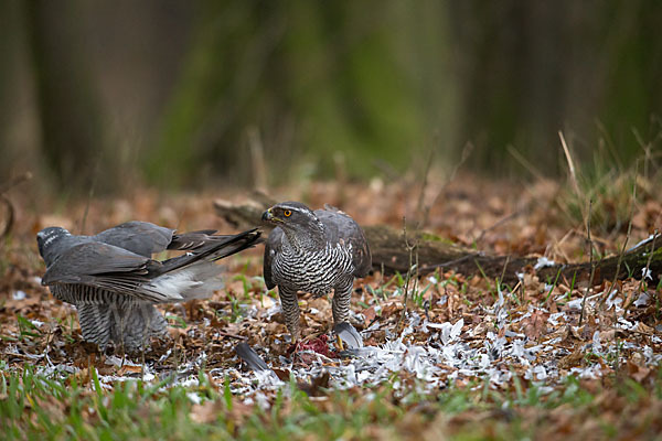 Habicht (Accipiter gentilis)