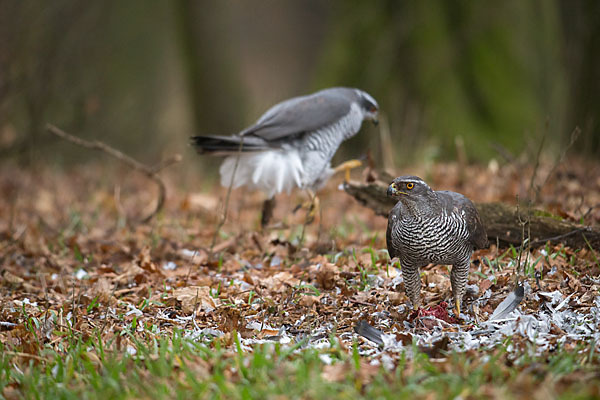 Habicht (Accipiter gentilis)