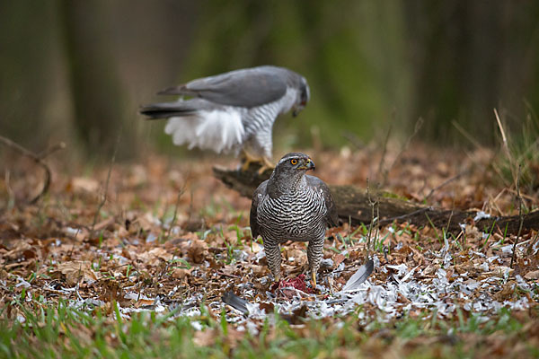 Habicht (Accipiter gentilis)