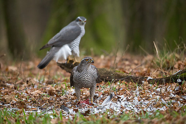 Habicht (Accipiter gentilis)