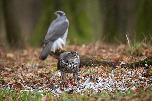 Habicht (Accipiter gentilis)