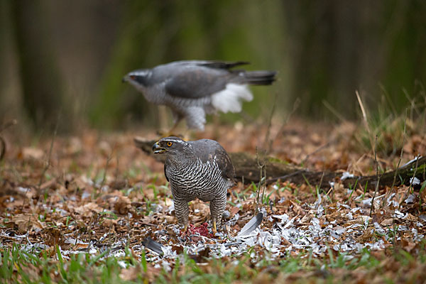 Habicht (Accipiter gentilis)