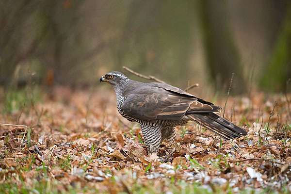 Habicht (Accipiter gentilis)