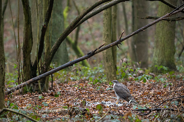 Habicht (Accipiter gentilis)