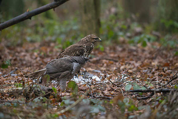 Habicht (Accipiter gentilis)