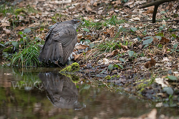 Habicht (Accipiter gentilis)