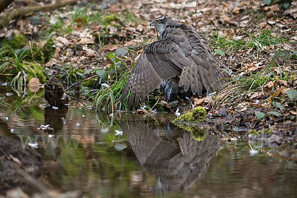 Habicht (Accipiter gentilis)