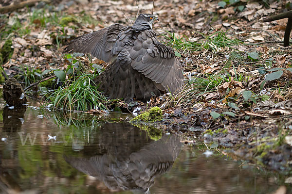 Habicht (Accipiter gentilis)