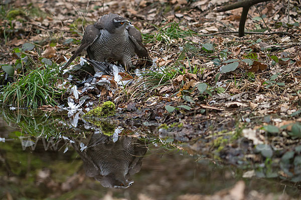 Habicht (Accipiter gentilis)