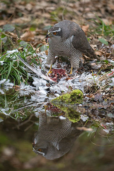 Habicht (Accipiter gentilis)