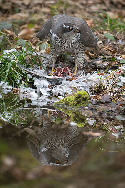 Habicht (Accipiter gentilis)