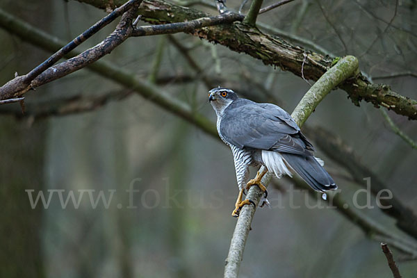 Habicht (Accipiter gentilis)