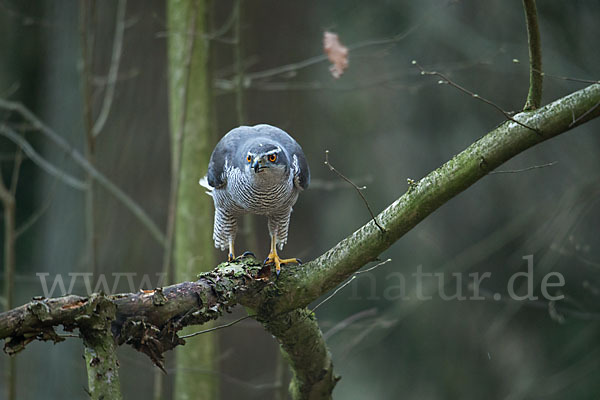 Habicht (Accipiter gentilis)