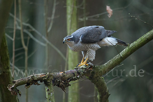 Habicht (Accipiter gentilis)