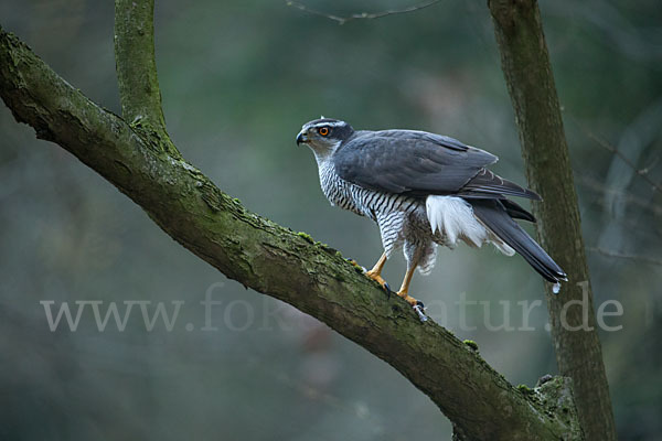 Habicht (Accipiter gentilis)